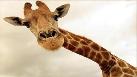长颈鹿,肯尼亚,动物园,动物,垂直画幅,天空,美,褐色,食草动物,动物身体部位摄影素材,汇图网www.huitu.com
