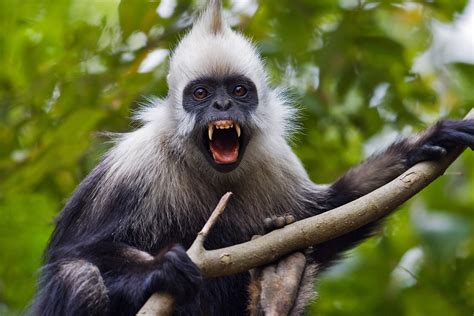 世界上很珍贵的6种猴子，你见过几种？