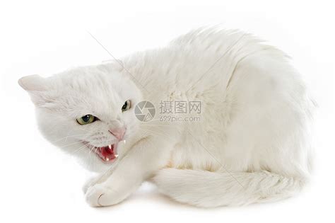 怒目对视的猫图片