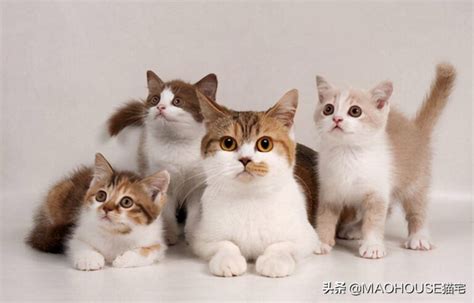 英短蓝白 母猫 三个月大 照片 沐米宠物 - 知乎