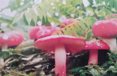 深山一种“大红菇”，看到别错过，能卖千元1斤，是天然保健品|红椎菌|红椎|红菇_新浪新闻
