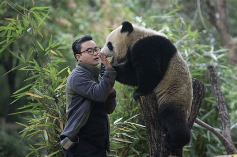 大熊猫福宝 - 高清图片，堆糖，美图壁纸兴趣社区