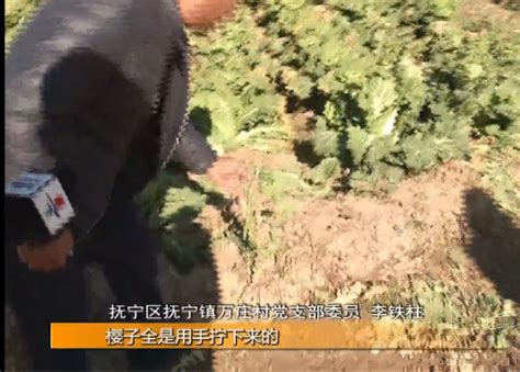 官方回应辽宁援沪蔬菜被扔垃圾桶_凤凰网视频_凤凰网