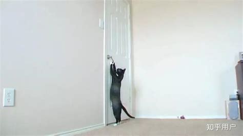 猫为什么能学会开门？ - 知乎