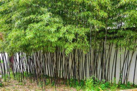 仿真竹片竹管竹竿竹子竹排竹坦、日式篱笆栅栏屏风塑料假竹、竹子-阿里巴巴