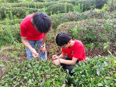 池州学院学子实地调研茶叶资源，拓宽茶产业发展链 - 多彩大学生网