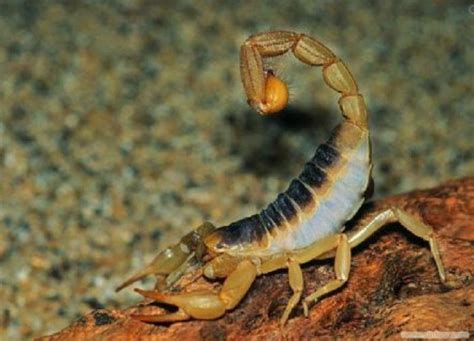 三色绒粗尾蝎橙色系 Parabuthus villosus oramge 超大宠物蝎子-淘宝网