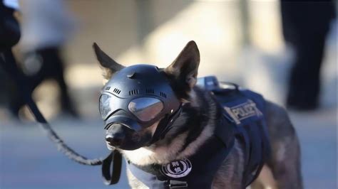 中国警犬也有战术头盔，防弹防爆，还有护目镜，戴上秒变反恐狗