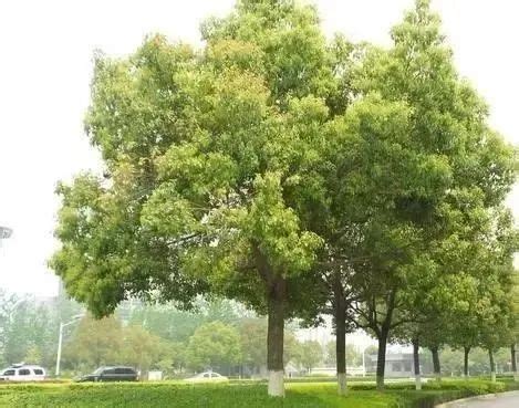 这些珍贵树种，你都了解吗？ - 植物 - 广州市林业园林科技推广服务平台