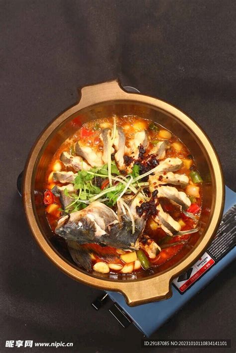 剑骨鱼图片