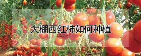 大棚西红柿如何种植-农百科