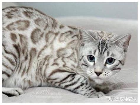 野性的孟加拉豹猫 - 知乎