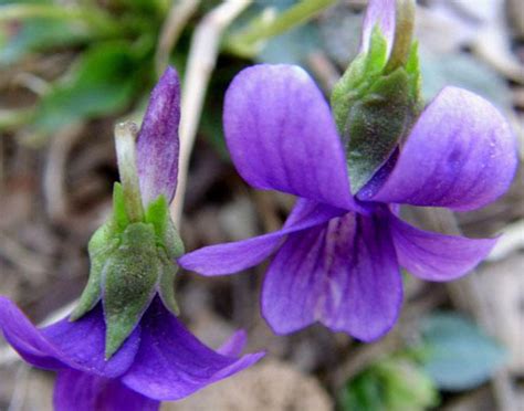 紫花地丁的生长习性及其价值-168鲜花速递网