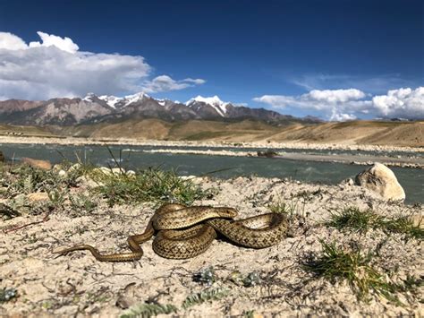 黄松团队西藏温泉蛇研究课题获得西藏自治区重点研发计划资助-生命科学学院