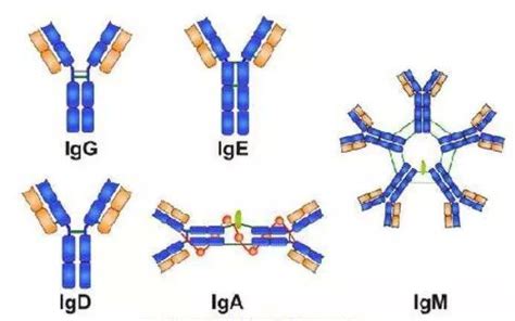 新型冠状病毒（SARS-CoV-2）IgG/IgM抗体检测试剂盒（胶体金法）,新型冠状病毒（SARS-CoV-2）IgG/IgM抗体检测试剂盒 ...