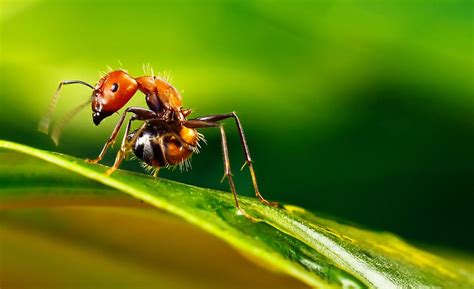 【蚂蚁和蜗牛摄影图片】西安生态摄影_天空_太平洋电脑网摄影部落