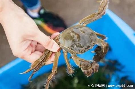 螃蟹怎么保存在冰箱多久可以吃，湿毛巾冰箱冷藏3到5天没问题 — 久久经验网