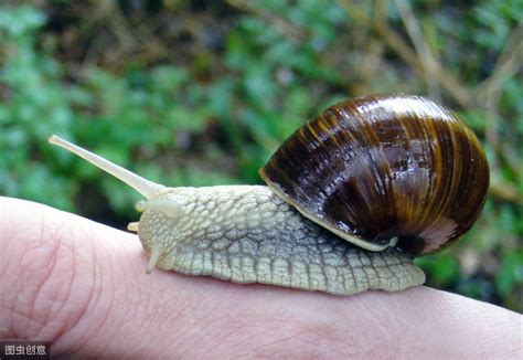 世界上牙齿最多的动物——蜗牛 | 说明书网