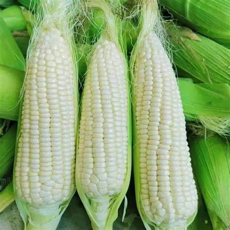 高产玉米品种排行榜