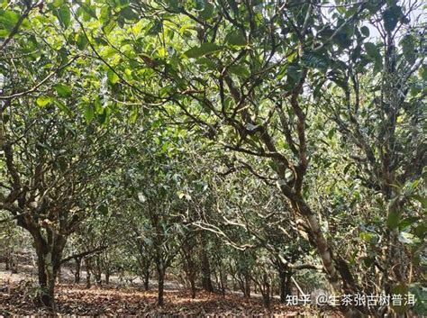 探访临沧勐库普洱茶，上古茶味道纯正茶气霸道 _www.isenlin.cn