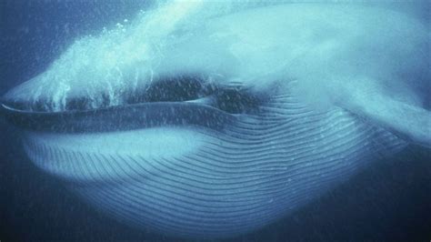 地球上最大的动物，蓝鲸到底有多大？真正的海上霸主！_腾讯视频