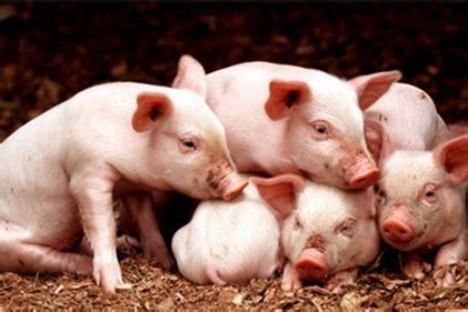 2021年6月10日生猪价格今日猪价 全国生猪价格一览表_第一金融网