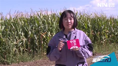 聚焦三农:用二氧化碳气肥可以种玉米了_凤凰网视频_凤凰网