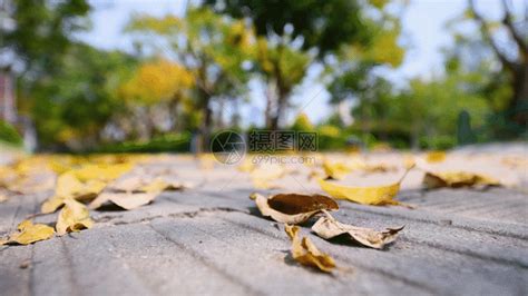 秋天公园地上的落叶GIF动图图片-正版gif素材401147579-摄图网