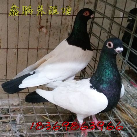 广州美食——不能错过的鸽子店 - 刺鸟网