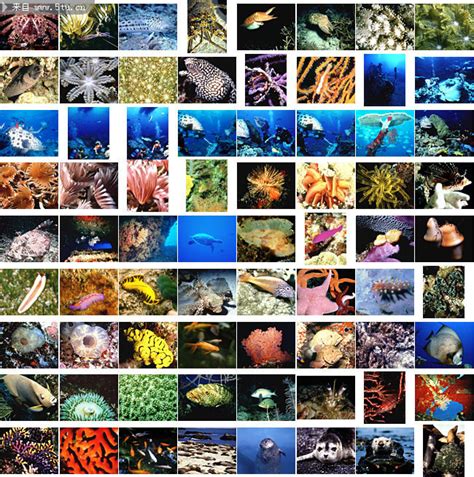 海洋生物大全-鱼类-百图汇素材网