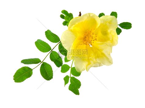 罗莎娜图片
