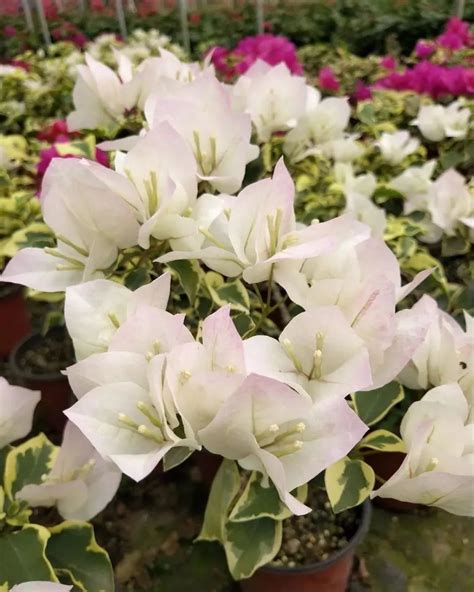 盆栽三角梅，首选这11种，色美花多，都是真正的“勤花品种”_开花_安格斯_养护