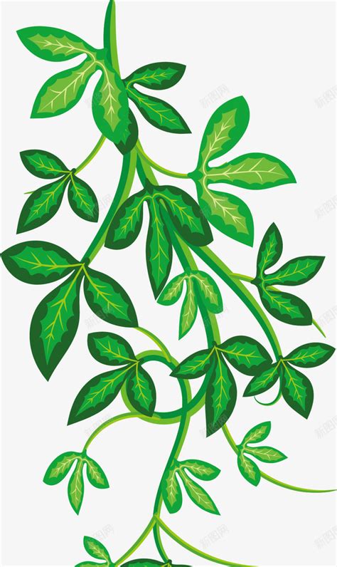 绿色绿藤植物png图片免费下载-素材7Xxkeegka-新图网