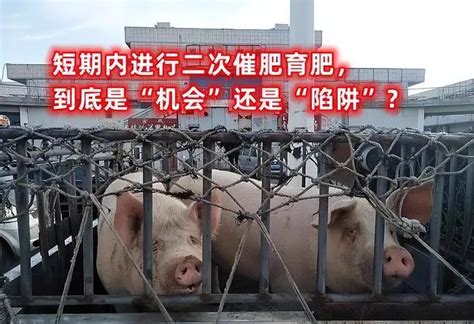 如今猪价在300斤以下的,7元到8元一斤,养猪户宣布破产?__财经头条
