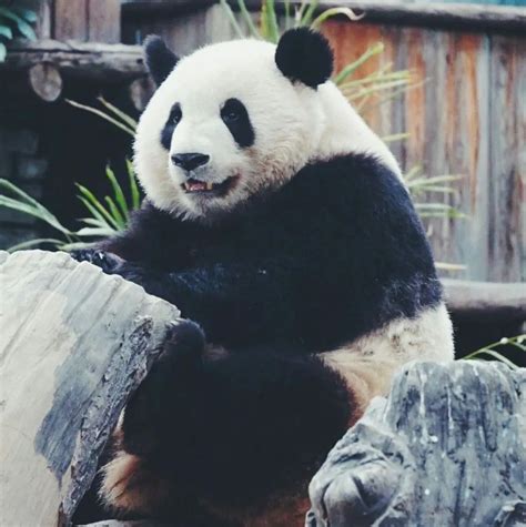 【国宝熊猫摄影图片】四川碧峰峡熊猫养殖基地生态摄影_锡杖的行色博客_太平洋电脑网摄影部落