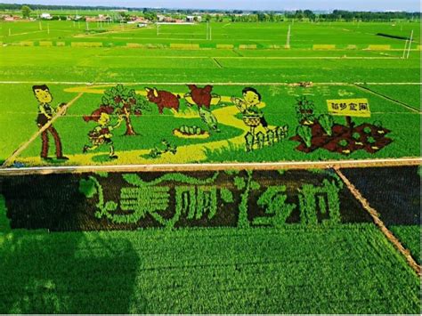 从美国、日本农业的发展看我国农业的未来-江苏思威博生物科技有限公司