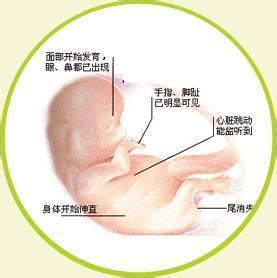 胎儿发育过程图_360新知