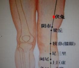伏兔的准确位置图图片 伏兔的准确位置图图片