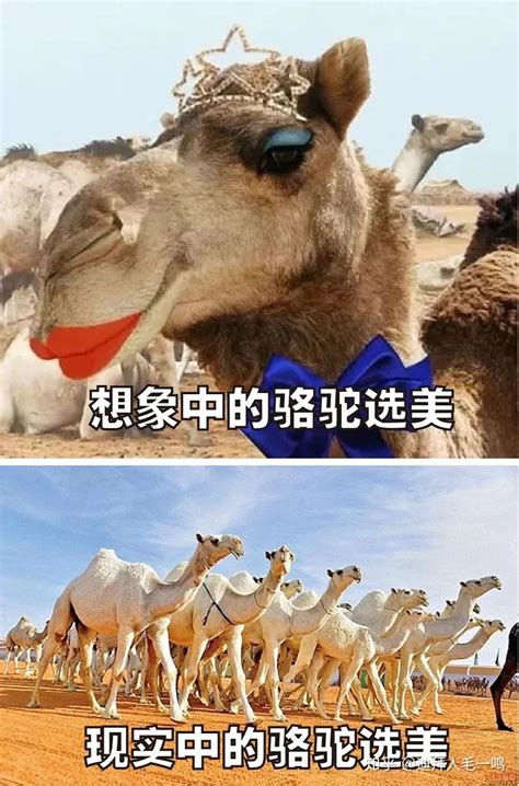骆驼从嘴里吐出来的球看起来都很“恶心”，它到底是干什么用的？-搜狐大视野-搜狐新闻