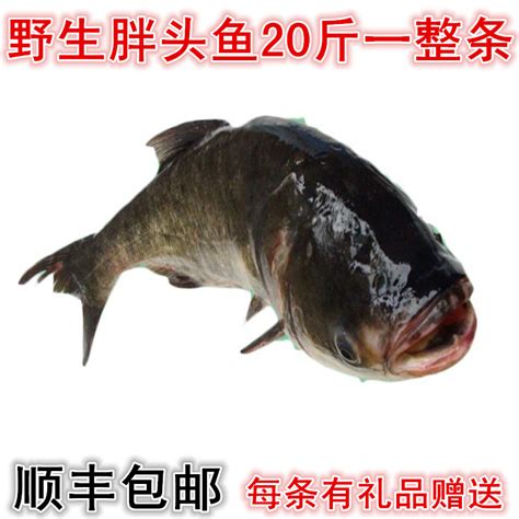 中国十大最贵的淡水鱼-排行榜123网