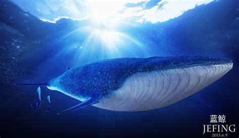 蓝鲸的资料（动物世界中"大数据之王"-蓝鲸） | 说明书网