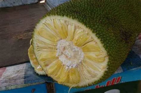 菠萝蜜怎么吃_菠萝蜜的正确吃法_菠萝蜜的核怎么吃_过敏怎么办_苹果绿