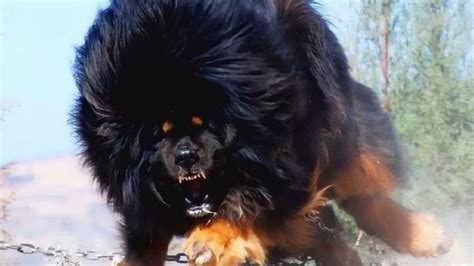 世界上最凶猛的狗排行 藏獒仅排行第二，最凶猛的是它