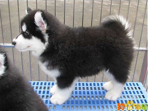 出售熊版阿拉斯加活体幼犬雪橇三傻大型犬宠物犬宠物狗大小狗活物-阿里巴巴