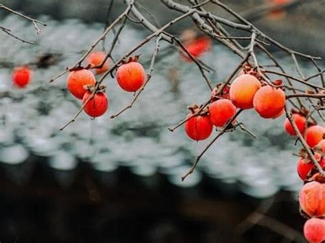 【惊艳了】红柿挂枝头，又是一年深秋！“柿”不可挡，周末西峡约起来！_柿子