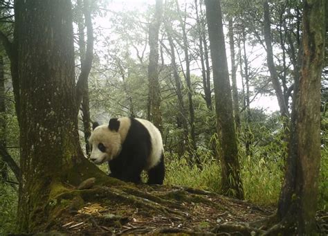 大熊猫国家公园唐家河片区2020年上半年累计捕捉大熊猫影像高达18次 - 自然游憩
