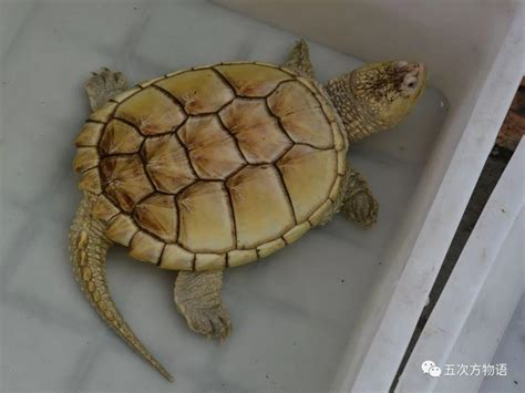 吴哥遗址出土千年巨龟雕塑龟壳上方盖内可能暗藏宝藏 - 中国雕塑网