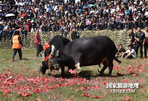 260头斗牛贵州侗寨争“牛王”场面壮观-贵州旅游在线