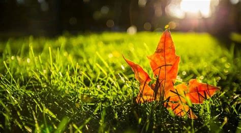 秋的另一个替代词,秋天的词语,与秋同义的字有哪些_大山谷图库
