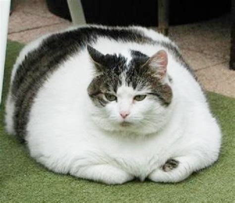 小猫咪：大家一起白白胖胖的不好吗？非要去健身-直播吧